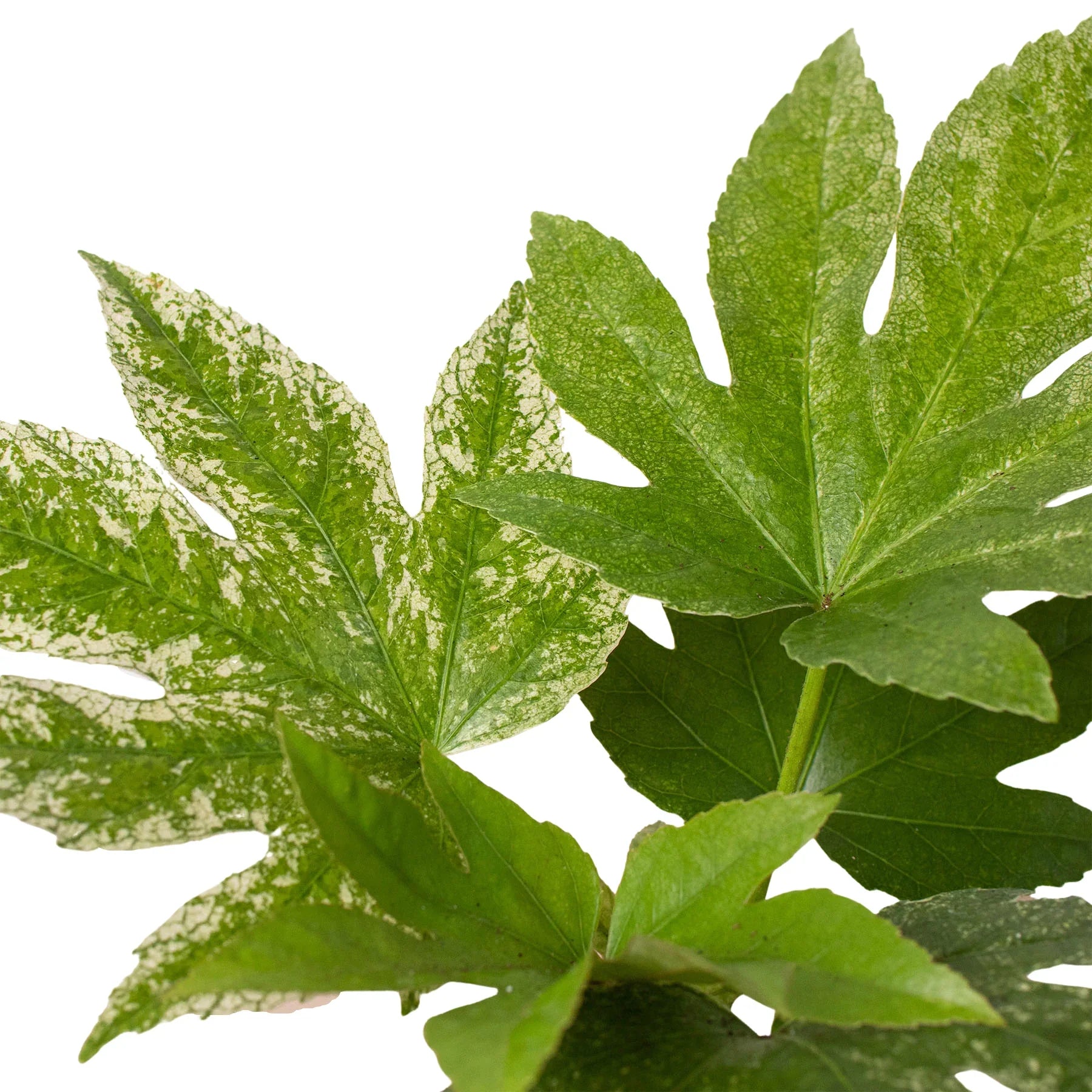 Fatsia 'Spider's Web' - Holiday Corner