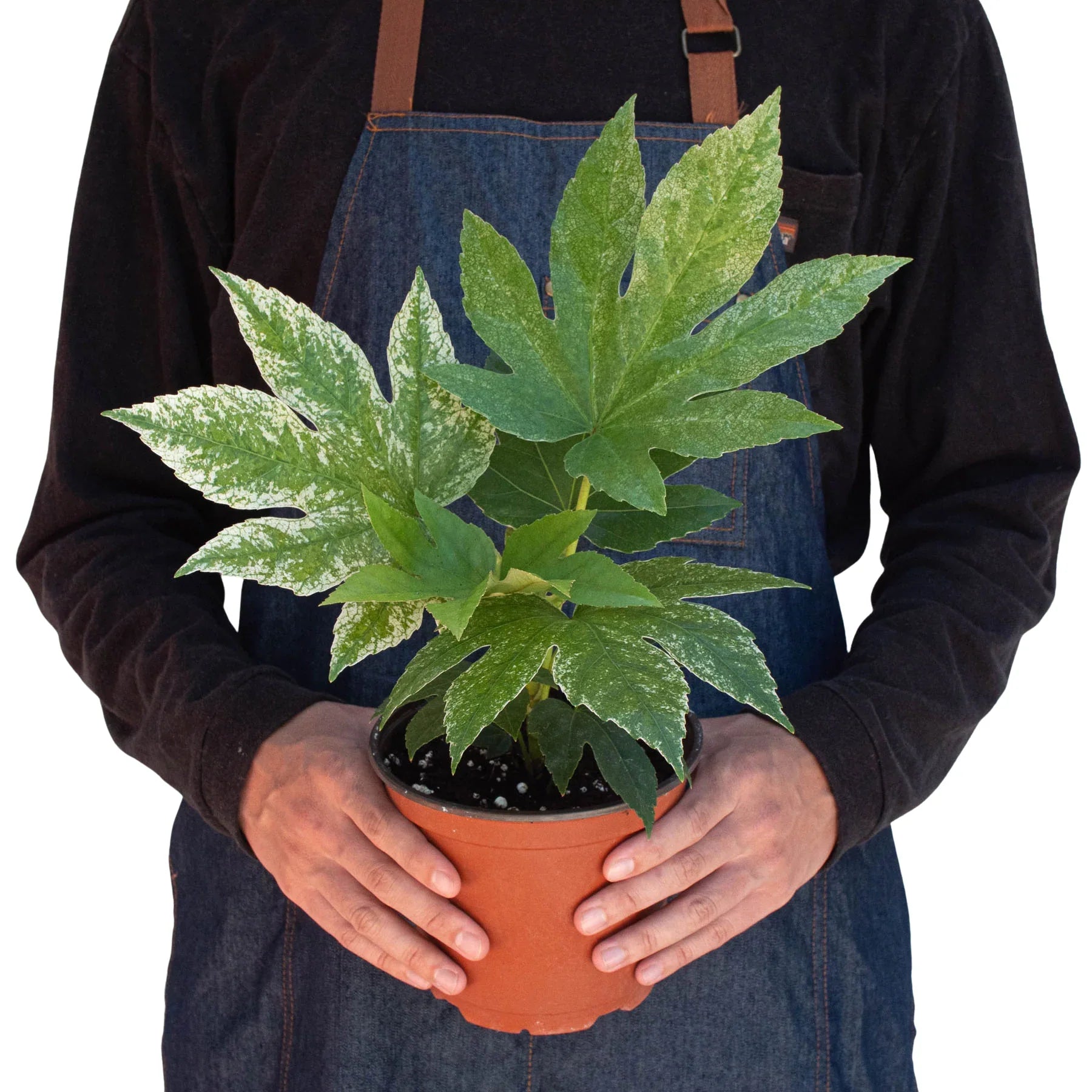 Fatsia 'Spider's Web' - Holiday Corner