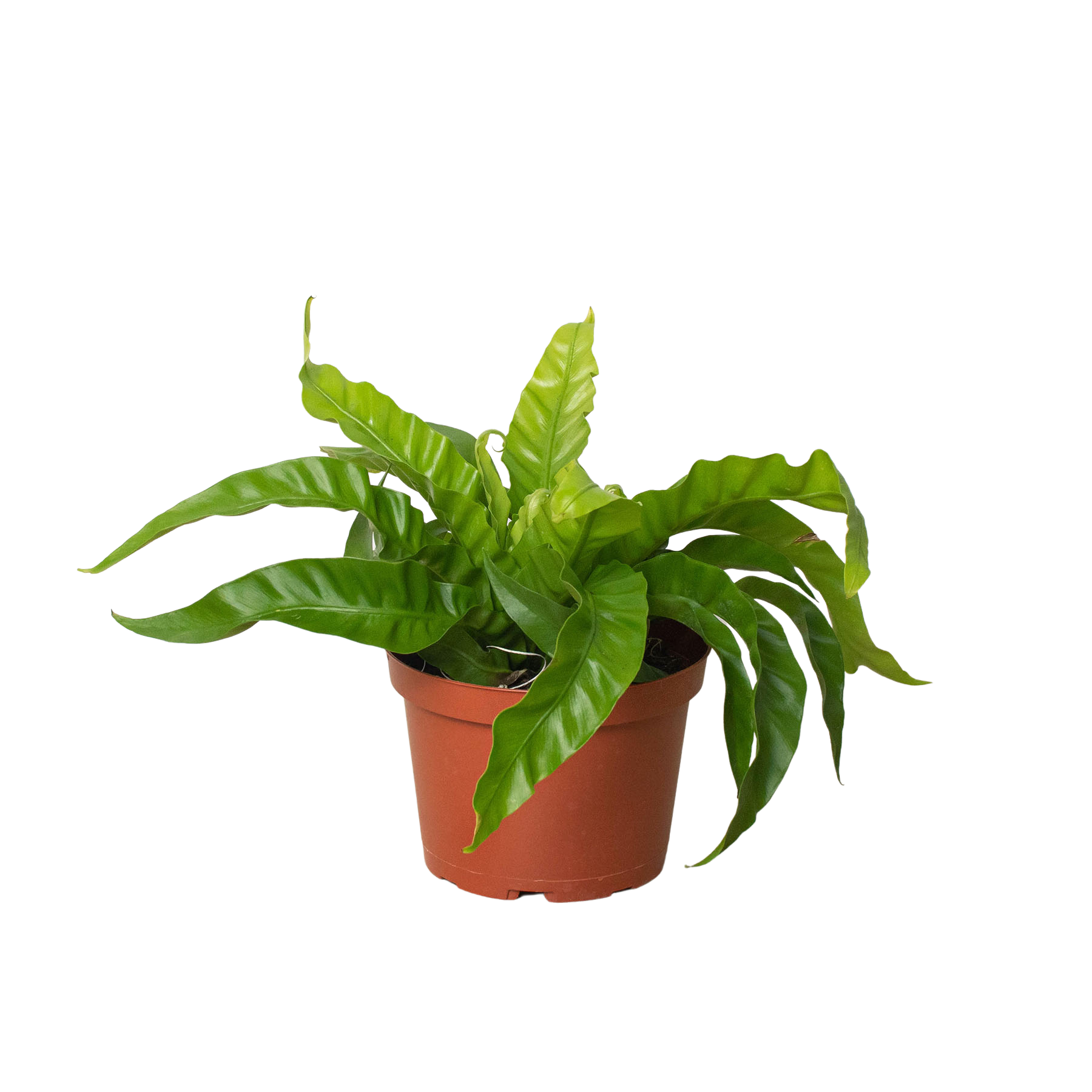 Fern 'Bird's Nest Hurricane' - Holiday Corner