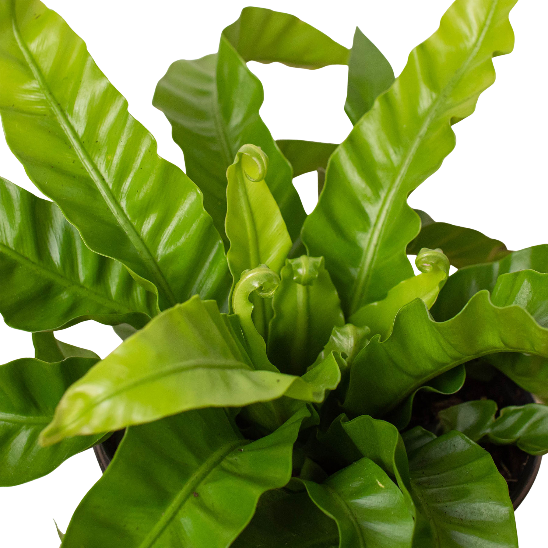 Fern 'Bird's Nest Hurricane' - Holiday Corner