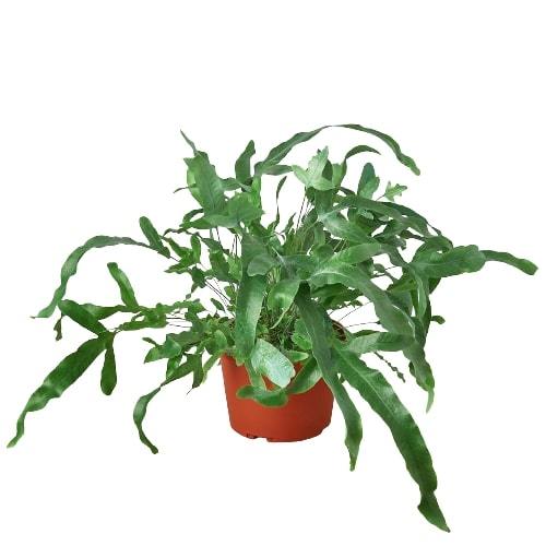 Fern 'Blue Star' - Holiday Corner