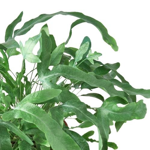 Fern 'Blue Star' - Holiday Corner