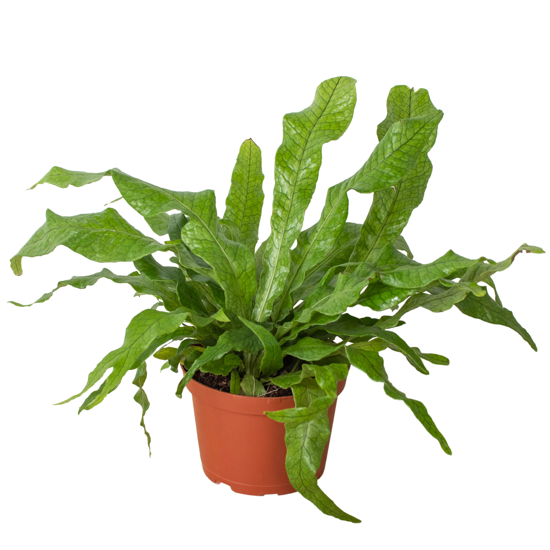 Fern 'Crocodile' - Holiday Corner