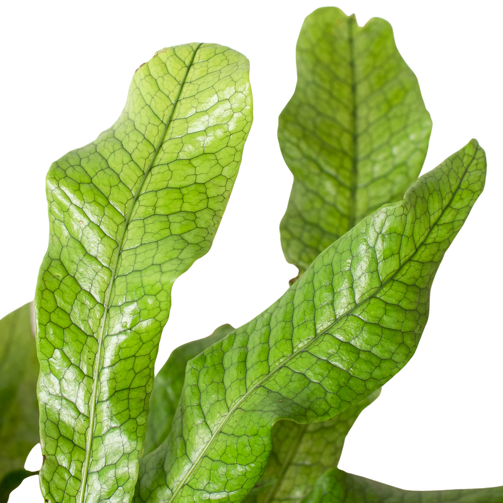 Fern 'Crocodile' - Holiday Corner