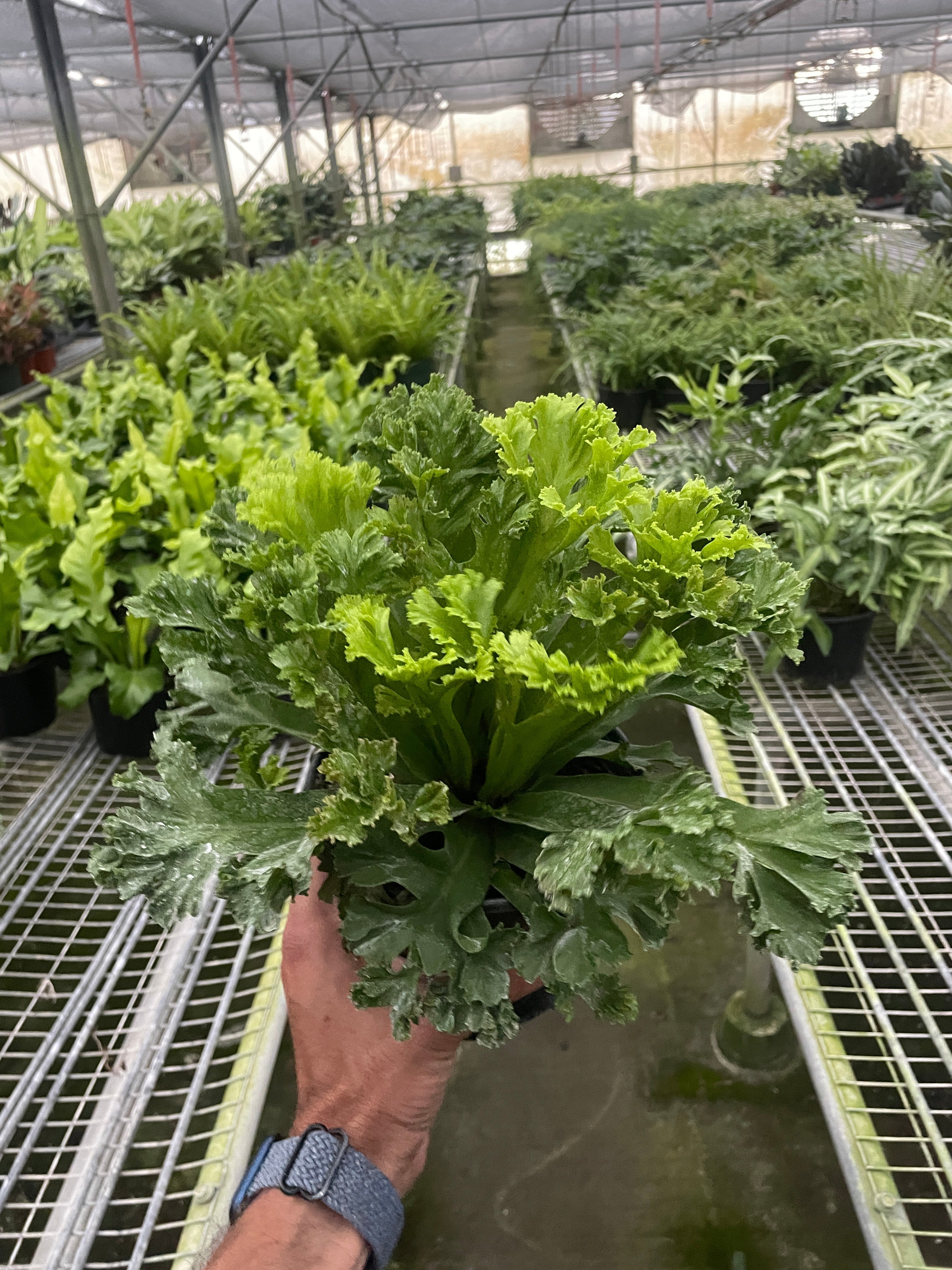 Bird's Nest 'Leslie' Fern - Holiday Corner