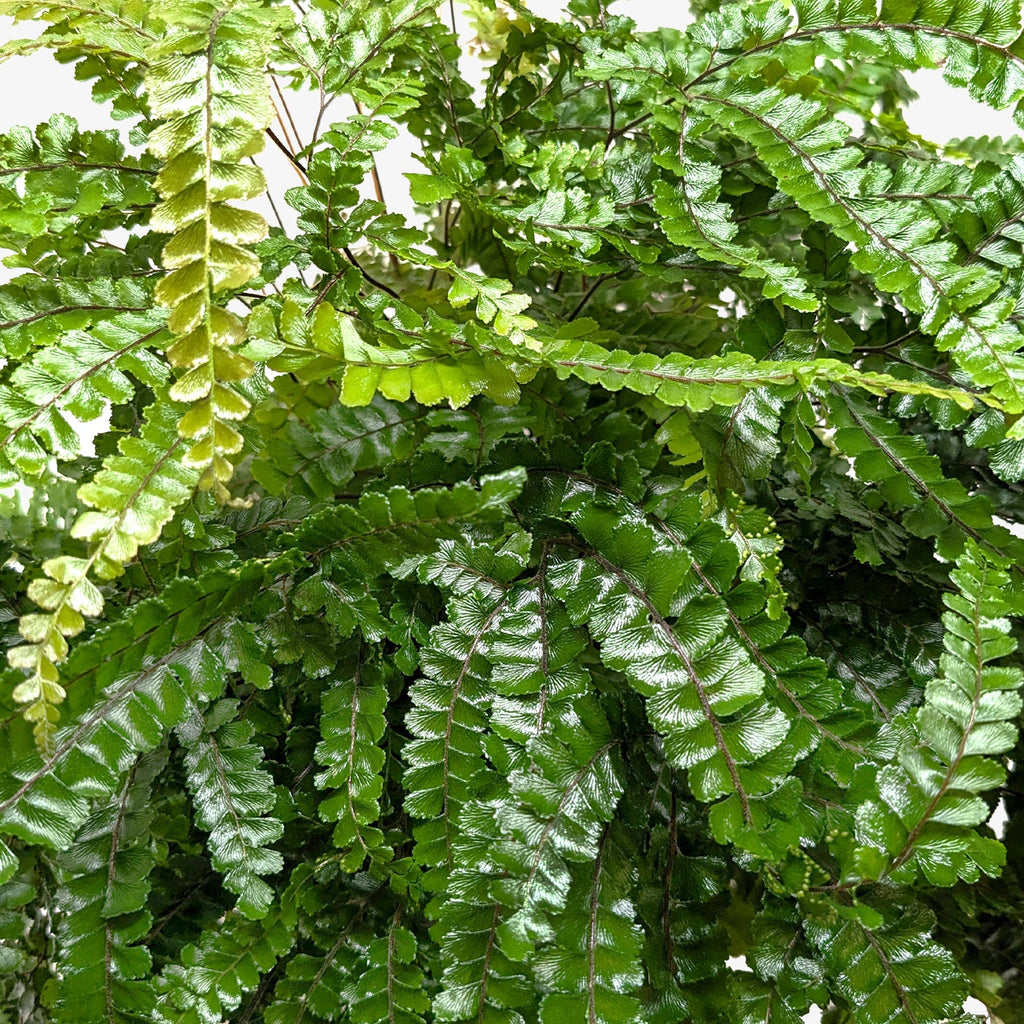 Fern Rosy Maidenhair - Holiday Corner
