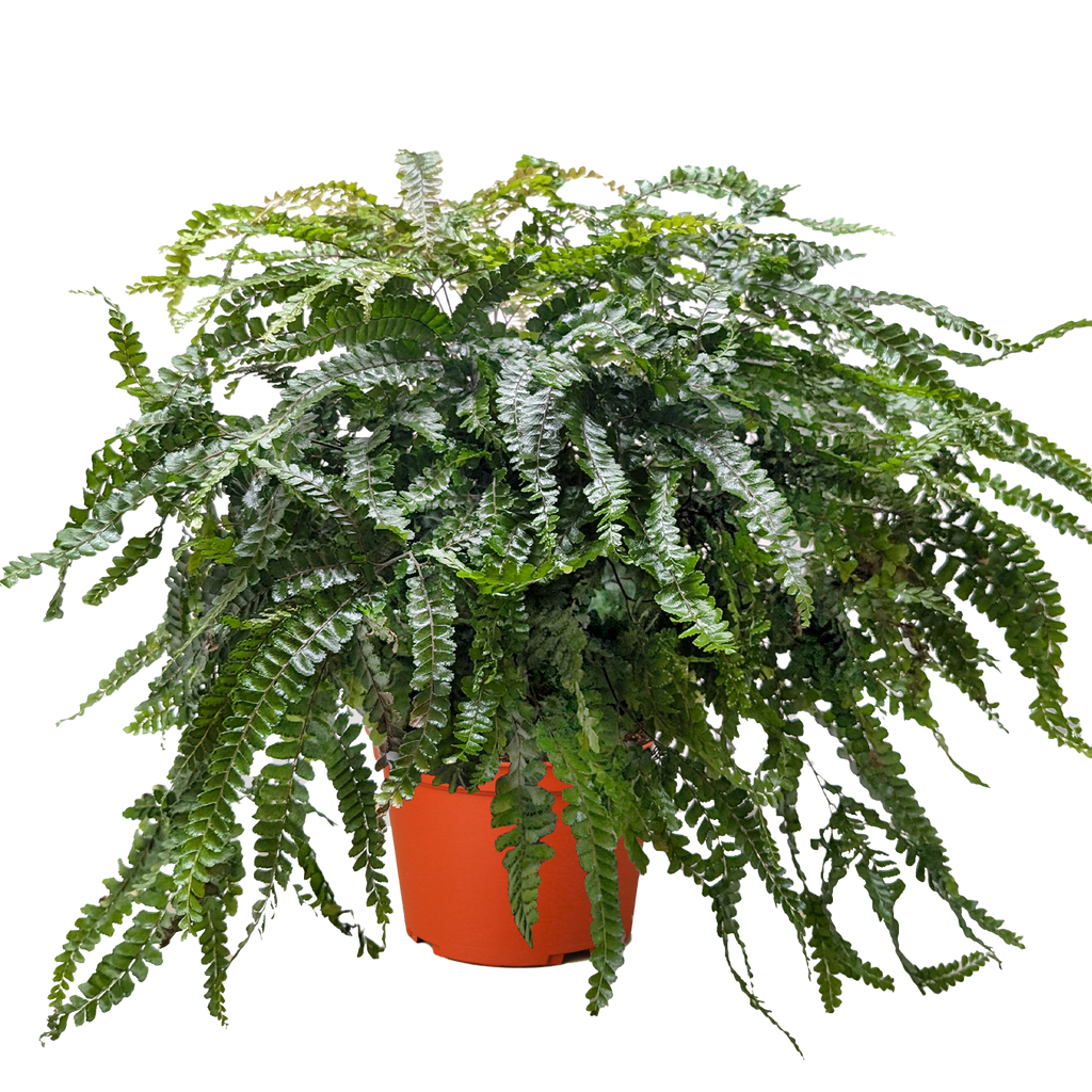 Fern Rosy Maidenhair - Holiday Corner