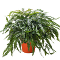 Fern Rosy Maidenhair - Holiday Corner