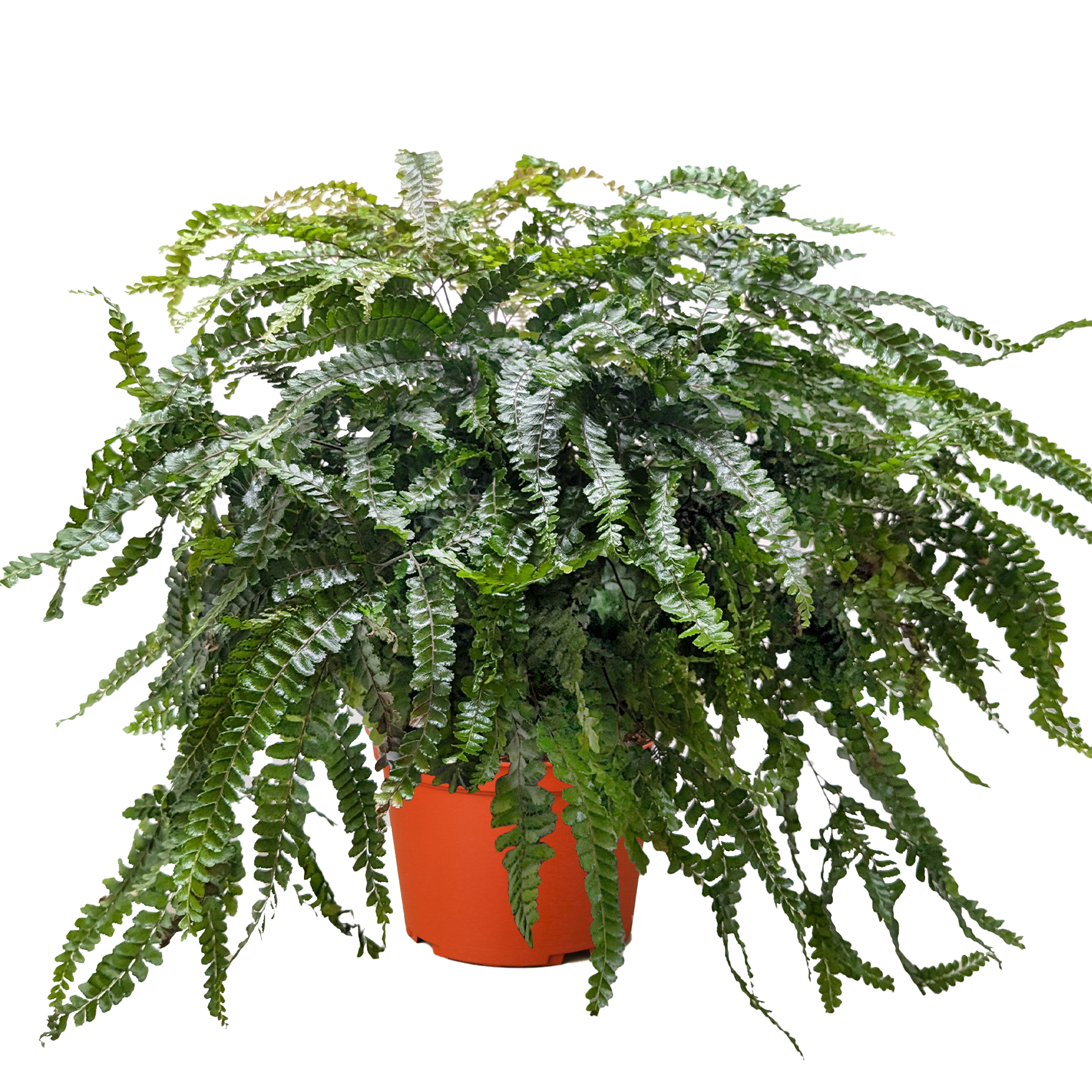 Fern Rosy Maidenhair - Holiday Corner