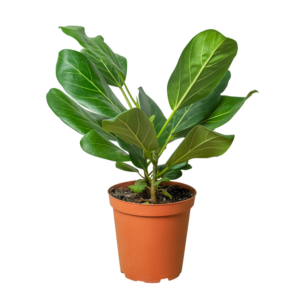 Ficus 'Audrey' - Holiday Corner