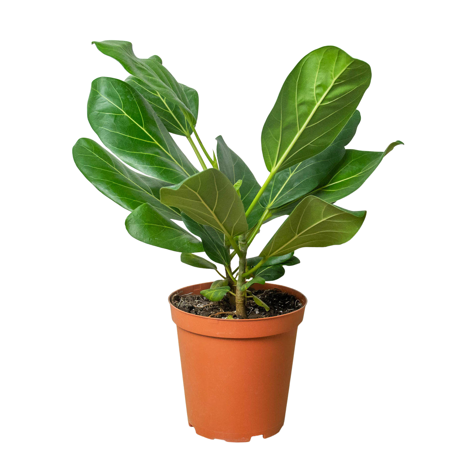 Ficus 'Audrey' - Holiday Corner