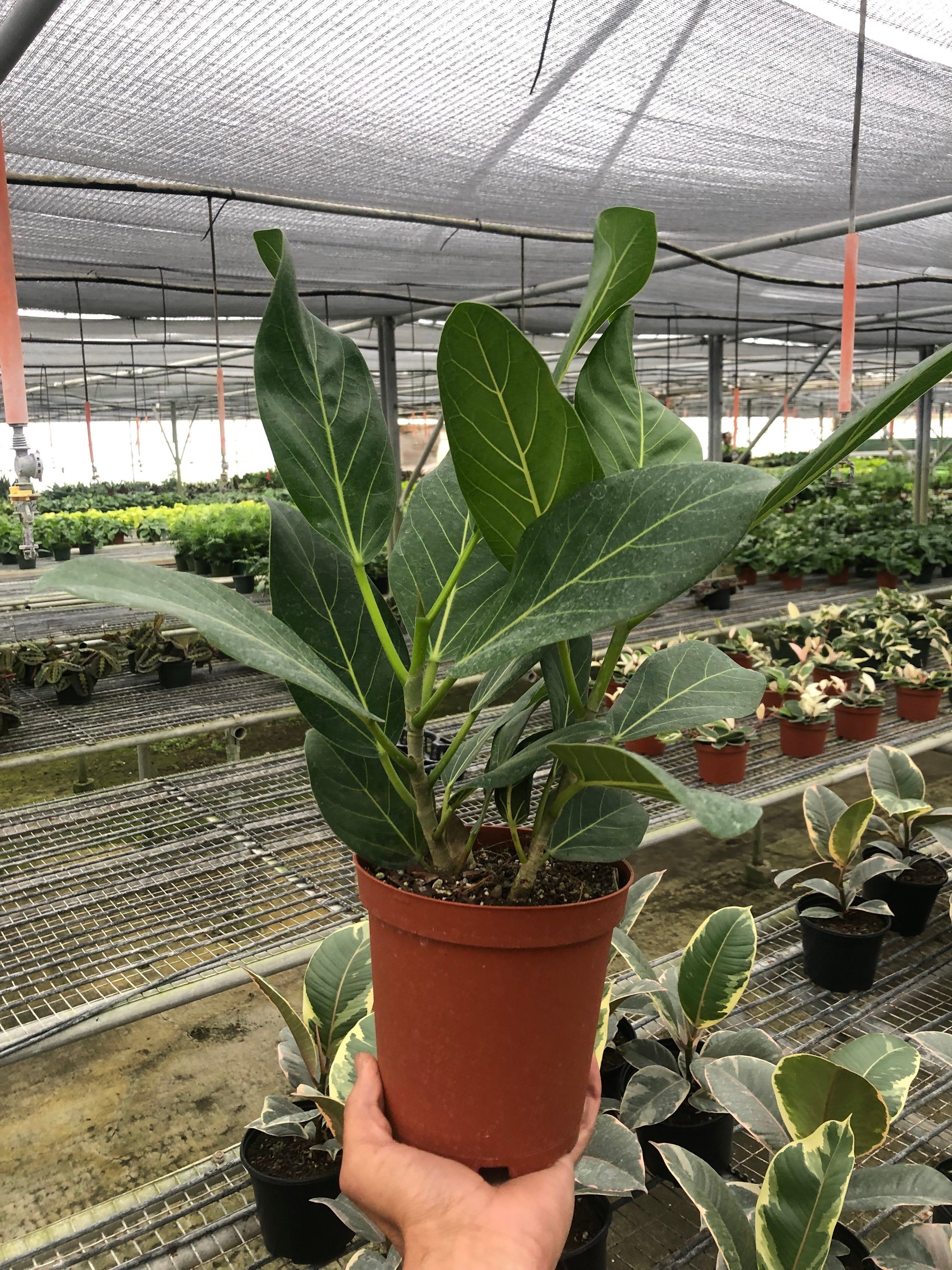 Ficus 'Audrey' - Holiday Corner