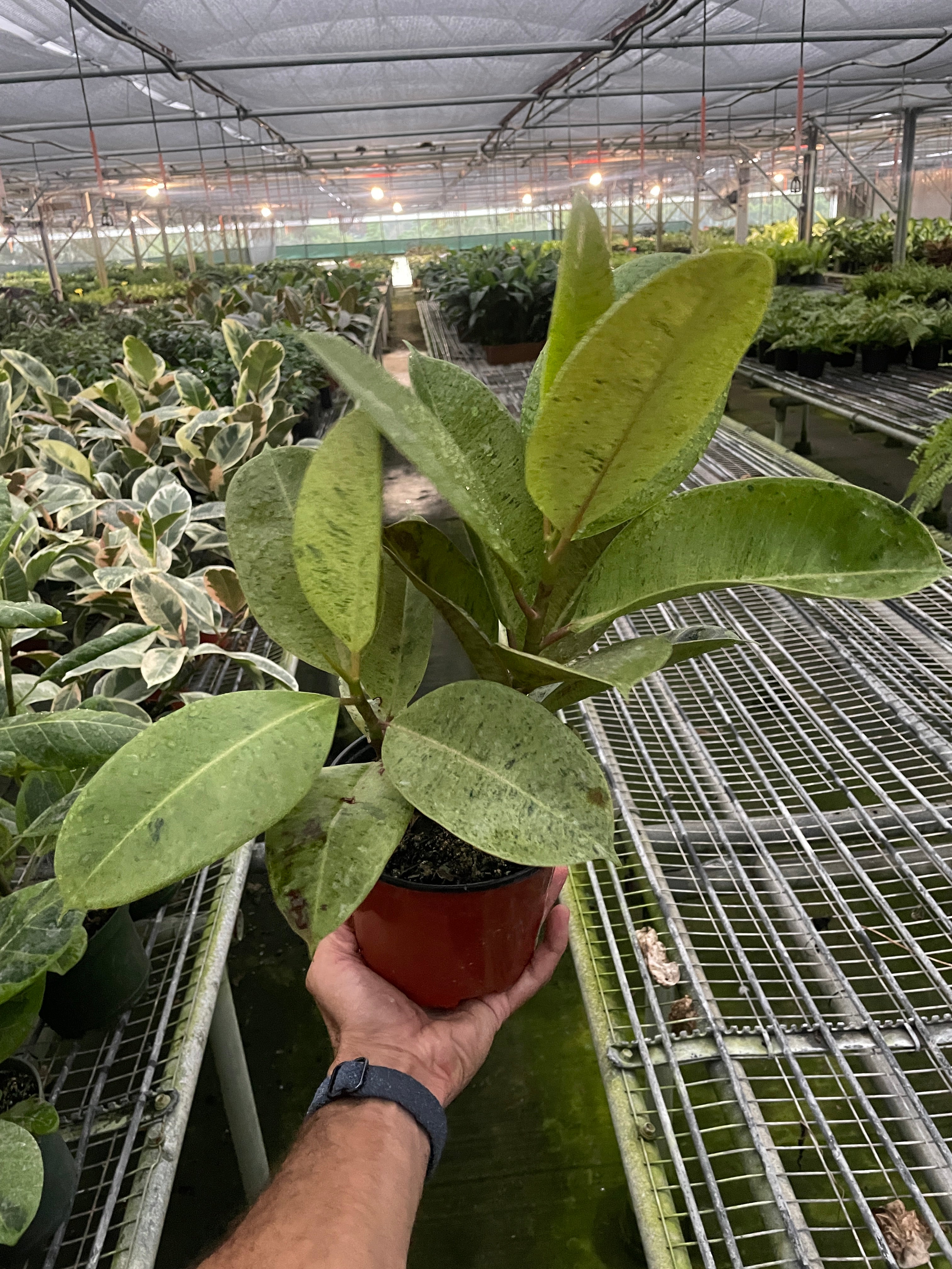 Ficus 'shivereana' (Moonshine) - Holiday Corner