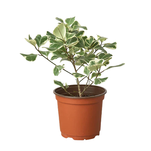 Ficus Elastica 'Triangularis' Variegated - Holiday Corner