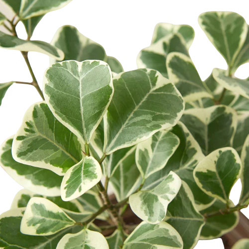 Ficus Elastica 'Triangularis' Variegated - Holiday Corner