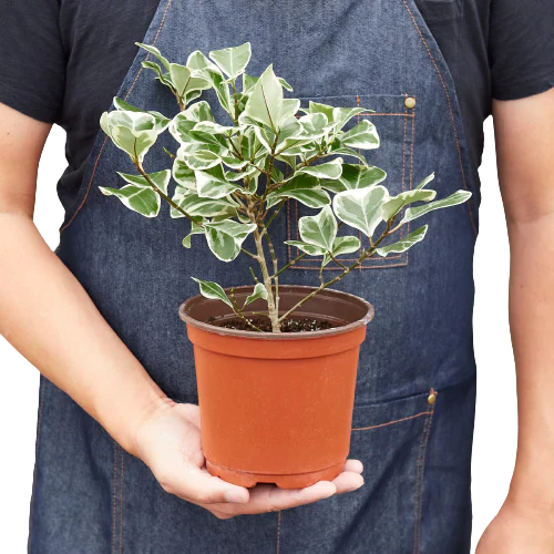 Ficus Elastica 'Triangularis' Variegated - Holiday Corner