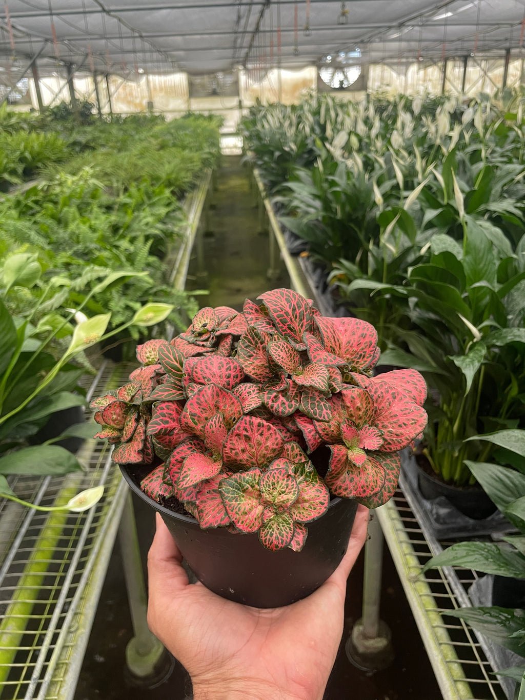 Fittonia 'Red' - Holiday Corner