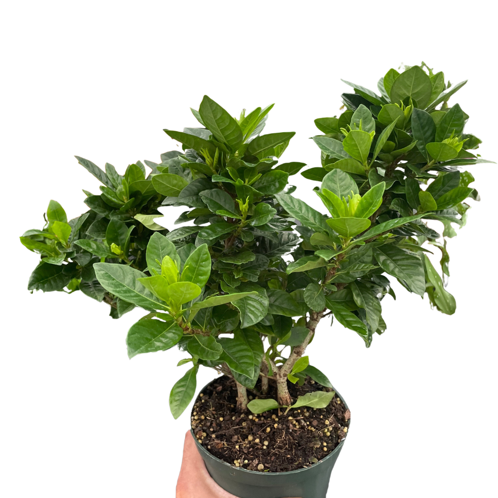 Gardenia 'Bush' - Holiday Corner