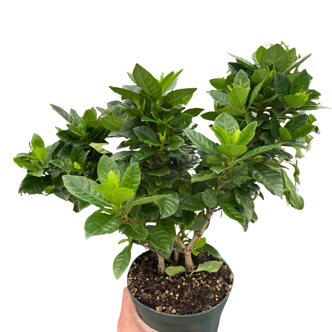 Gardenia 'Bush' - Holiday Corner