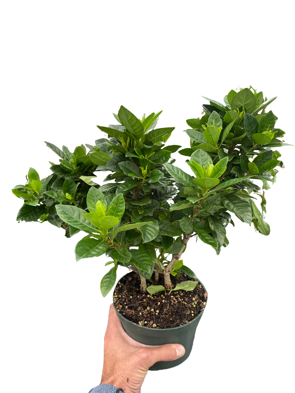 Gardenia 'Bush' - Holiday Corner