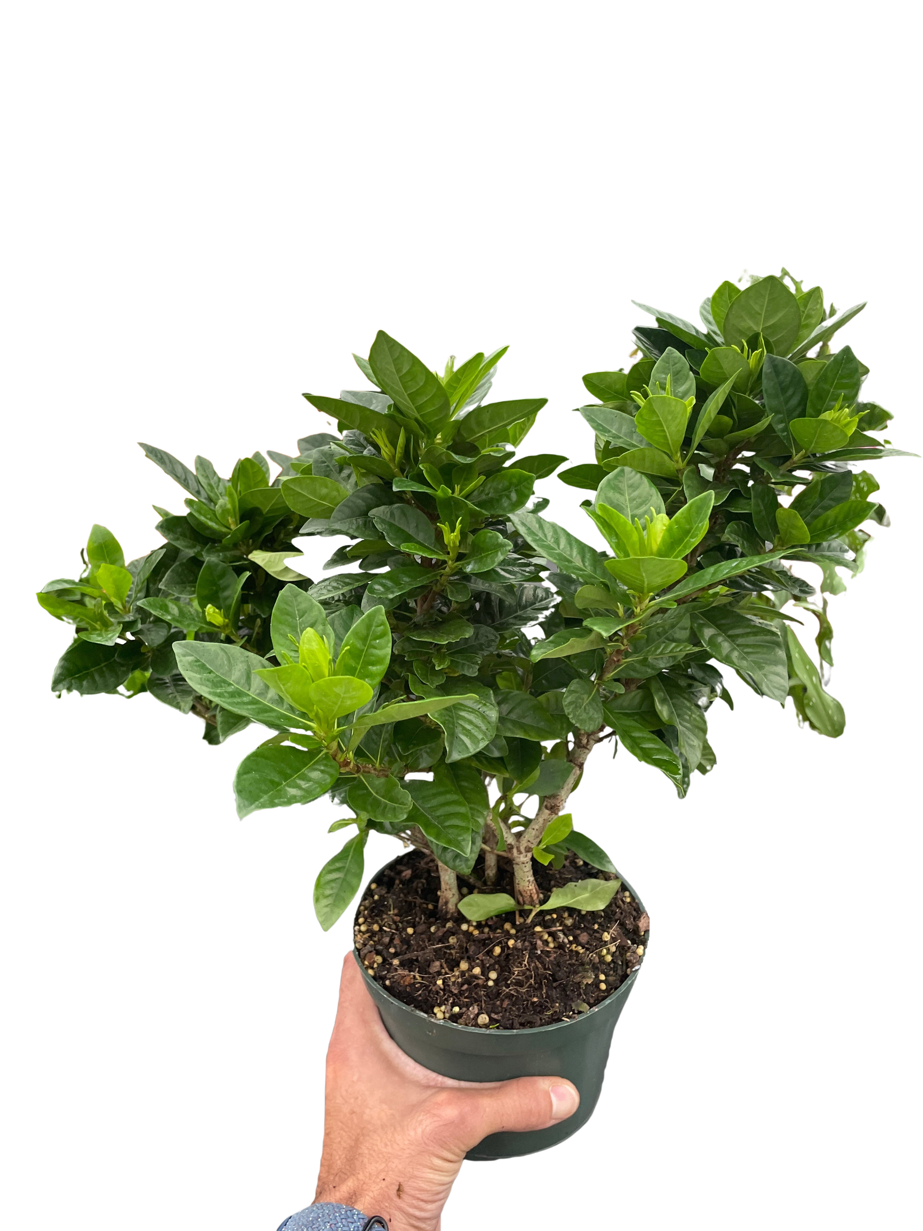 Gardenia 'Bush' - Holiday Corner