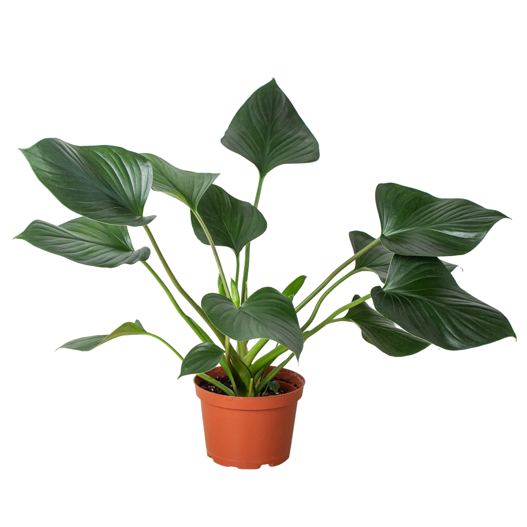 Homalomena 'Emerald Gem' - Holiday Corner