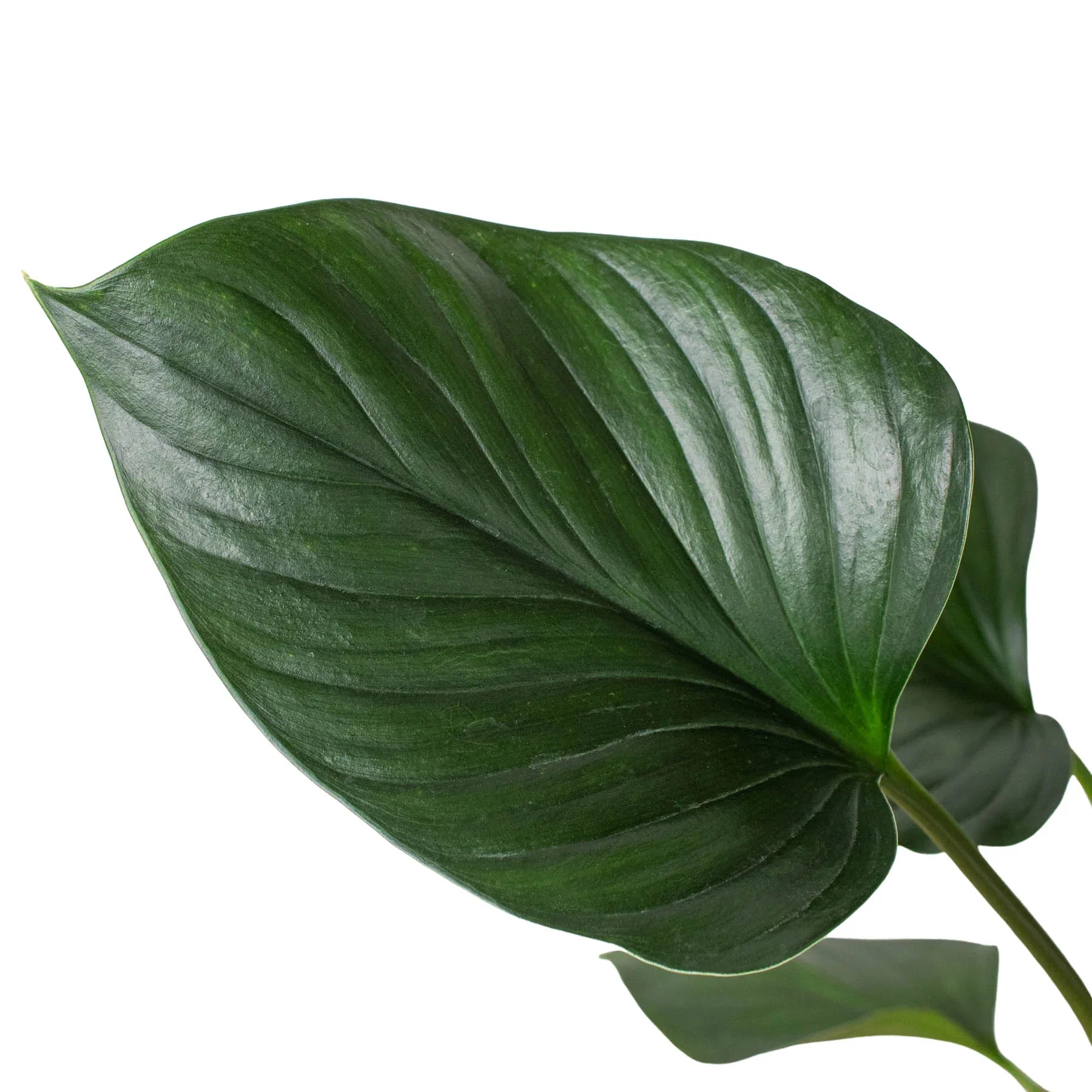 Homalomena 'Emerald Gem' - Holiday Corner