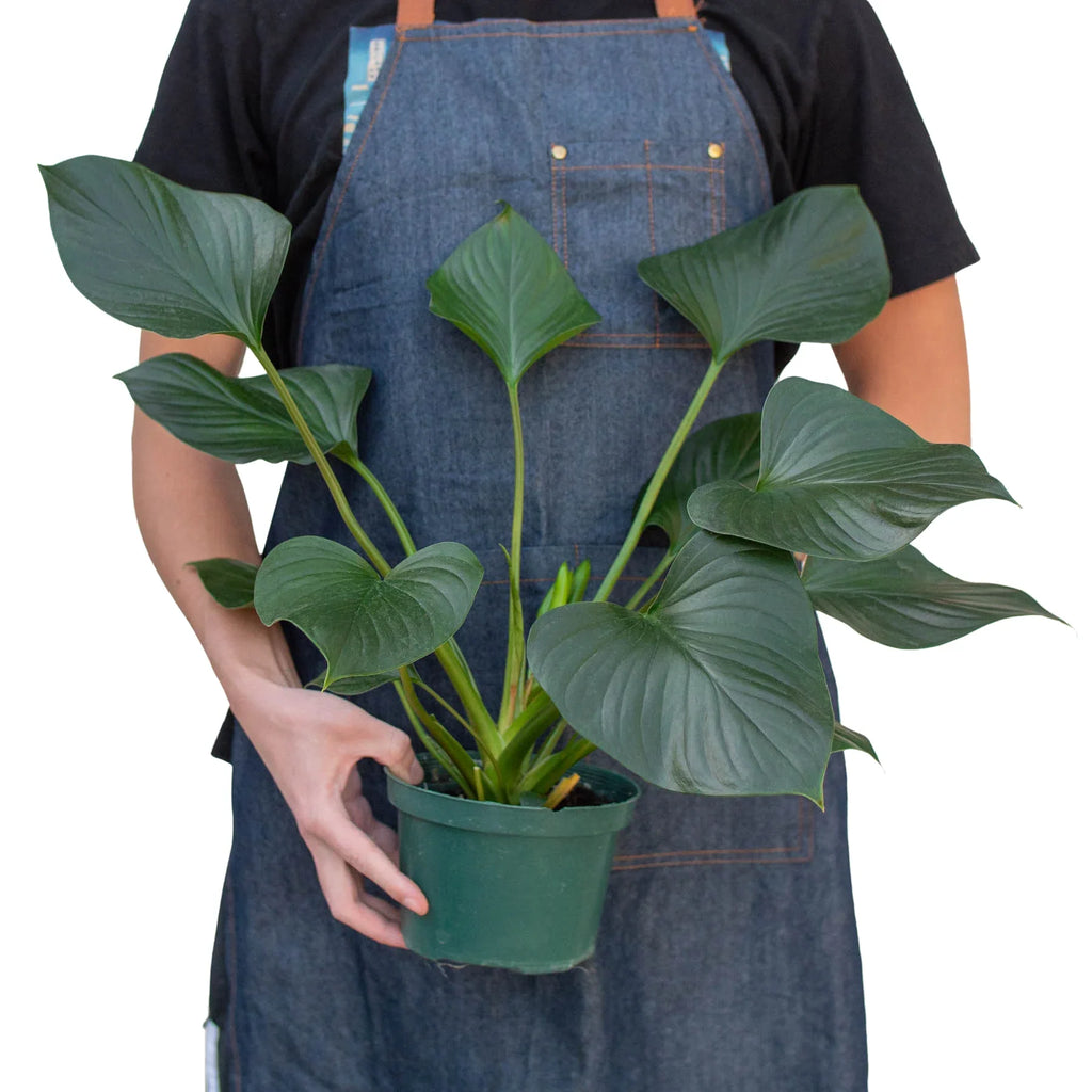 Homalomena 'Emerald Gem' - Holiday Corner