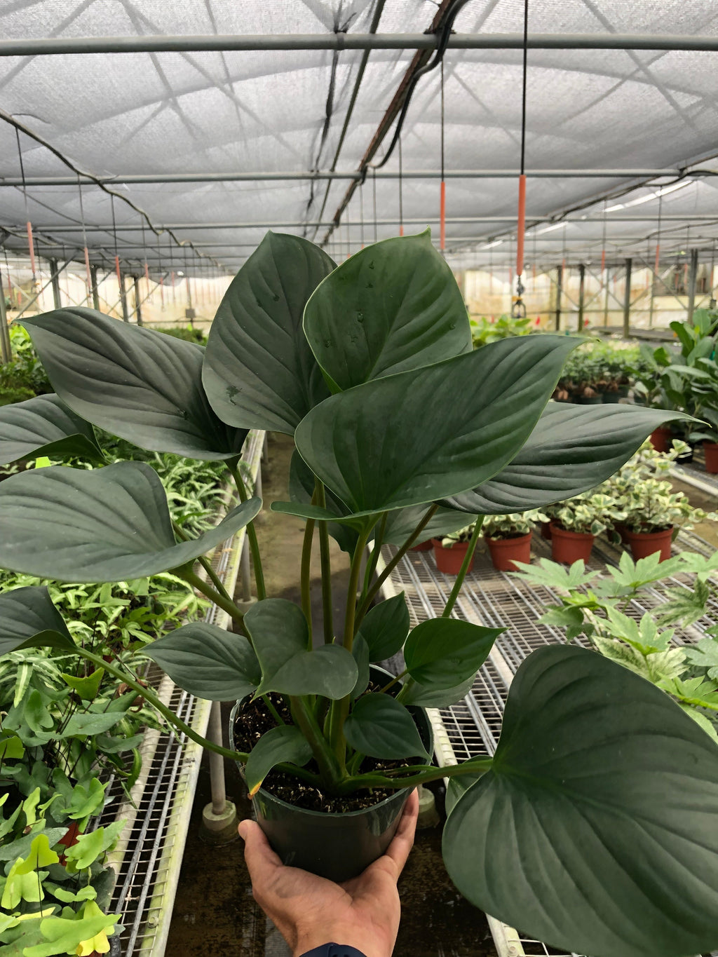 Homalomena 'Emerald Gem' - Holiday Corner