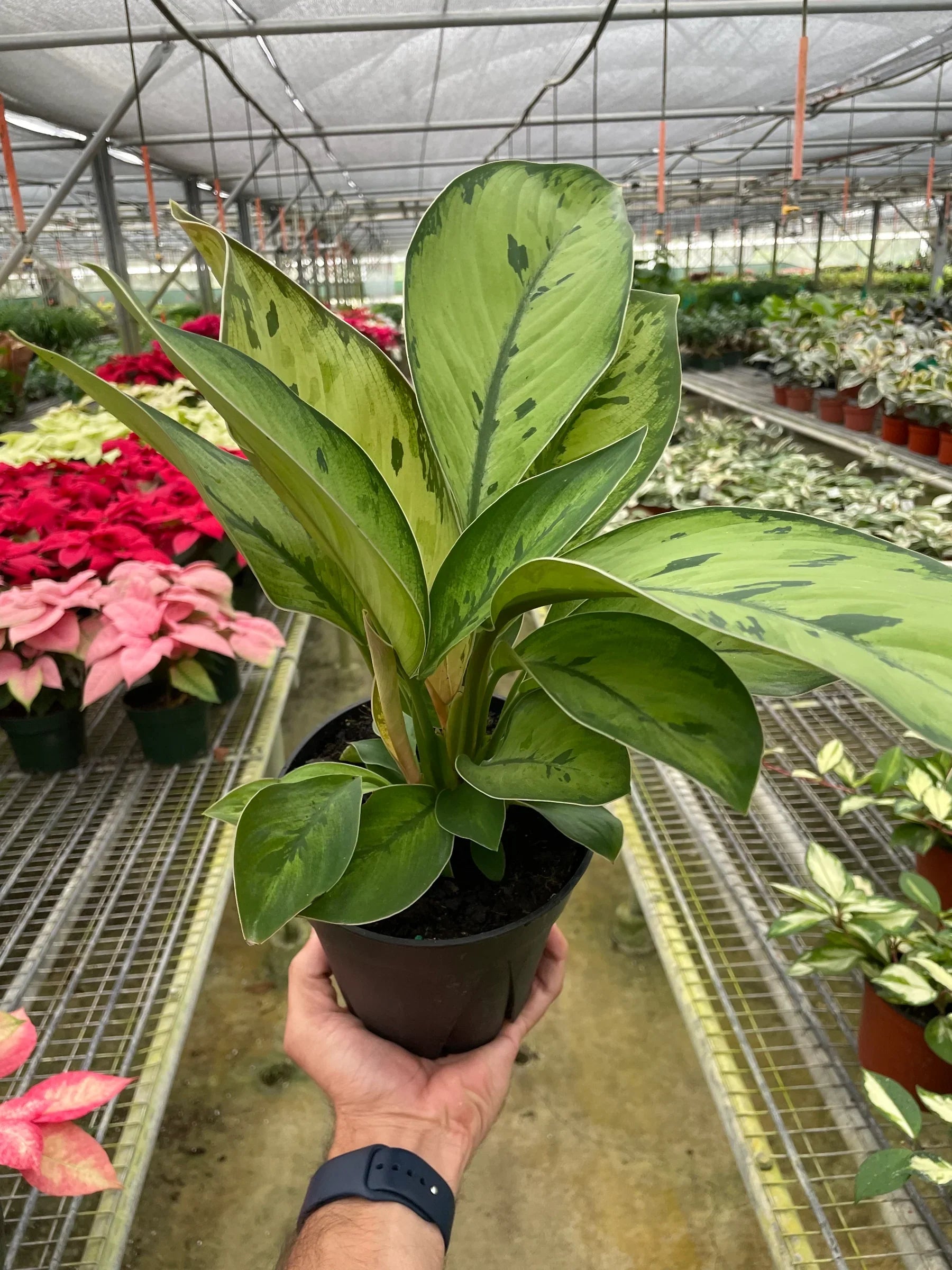 Homalomena 'Selby' - Holiday Corner