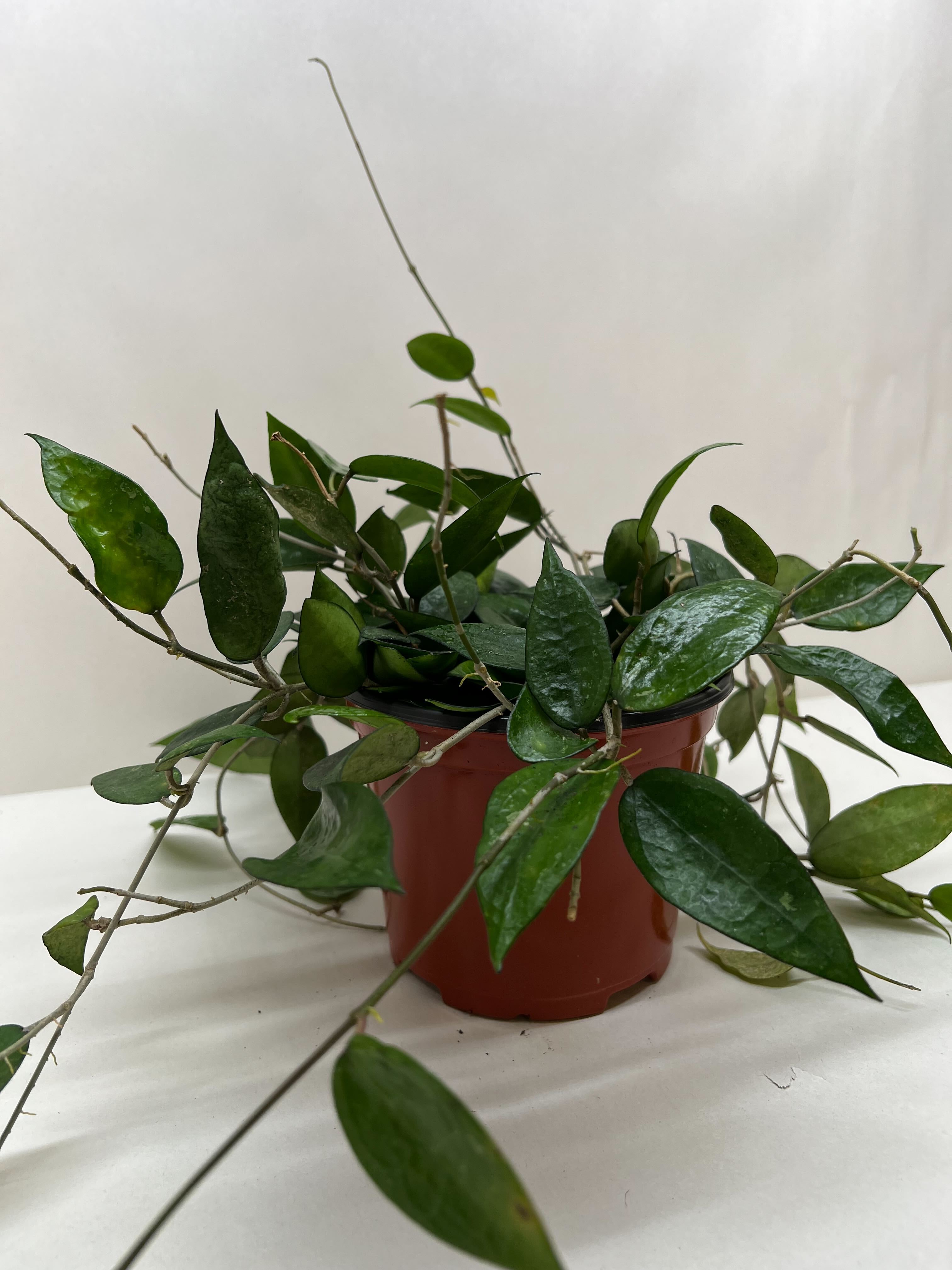 Hoya 'Black Margin' - Holiday Corner