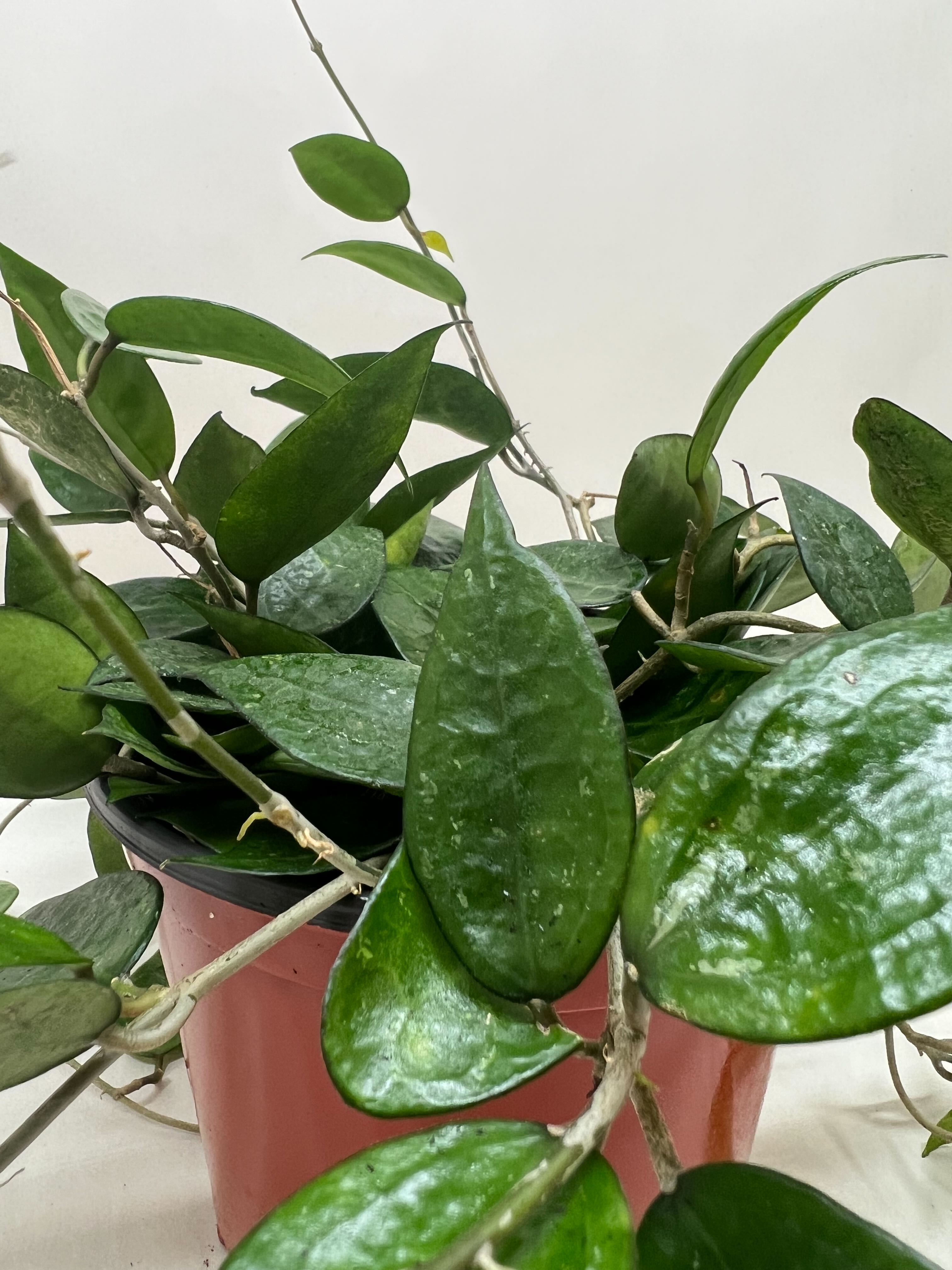 Hoya 'Black Margin' - Holiday Corner