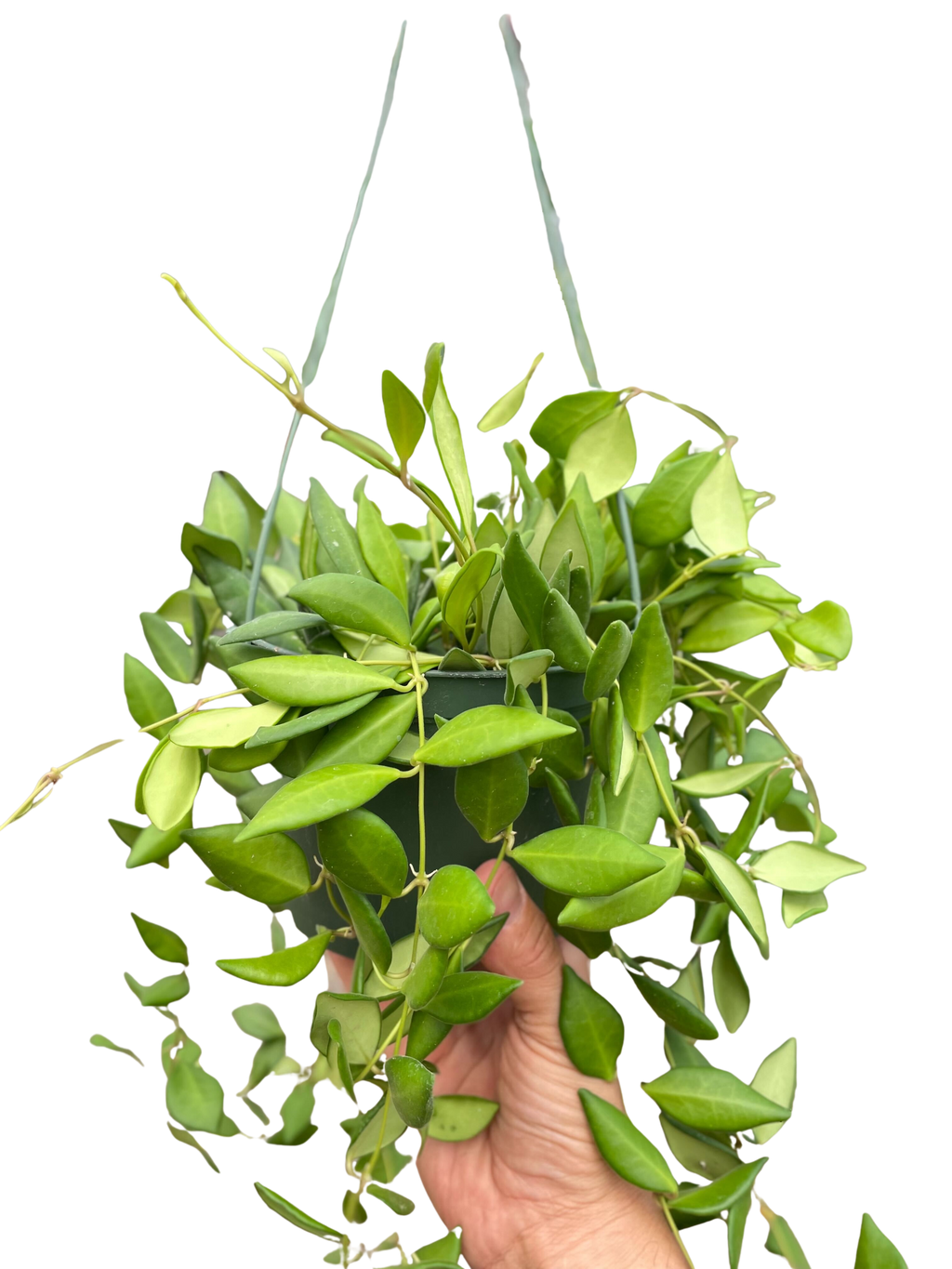 Hoya 'Burtoniae' - Holiday Corner
