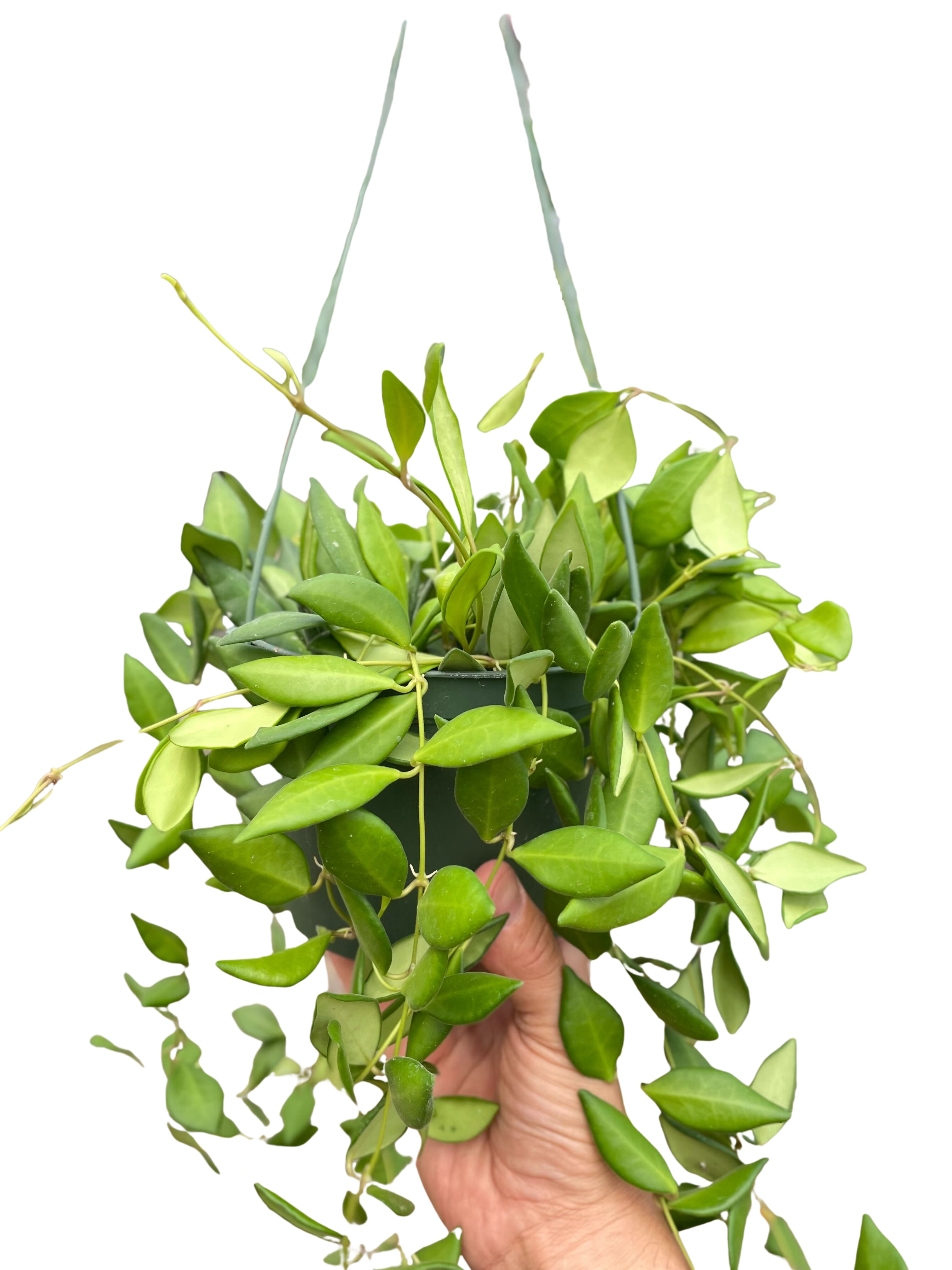 Hoya 'Burtoniae' - Holiday Corner