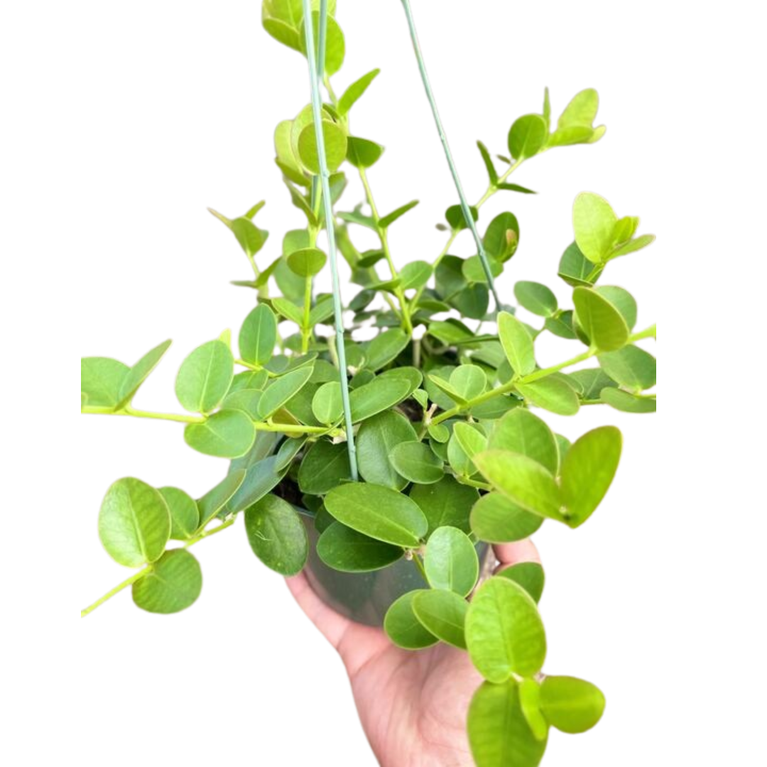 Hoya Cumingiana - Holiday Corner