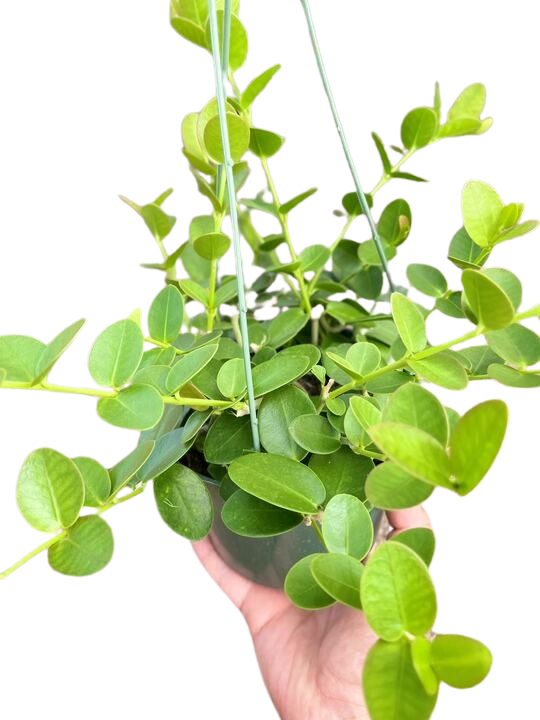 Hoya Cumingiana - Holiday Corner