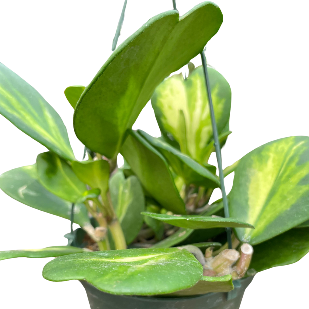Hoya Heart 'Reverse Variegata' - Holiday Corner