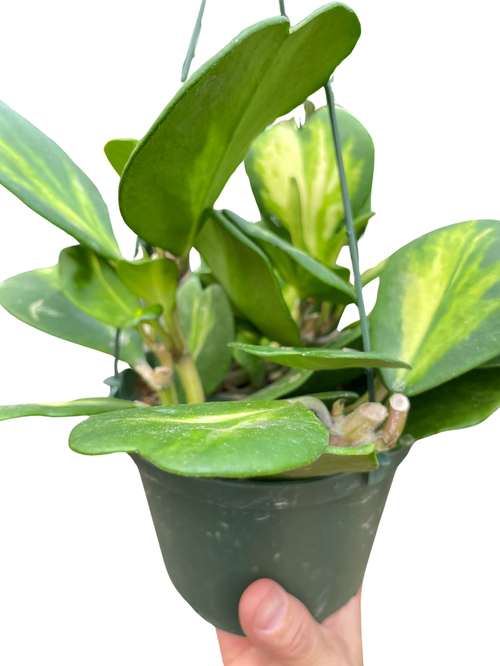 Hoya Heart 'Reverse Variegata' - Holiday Corner
