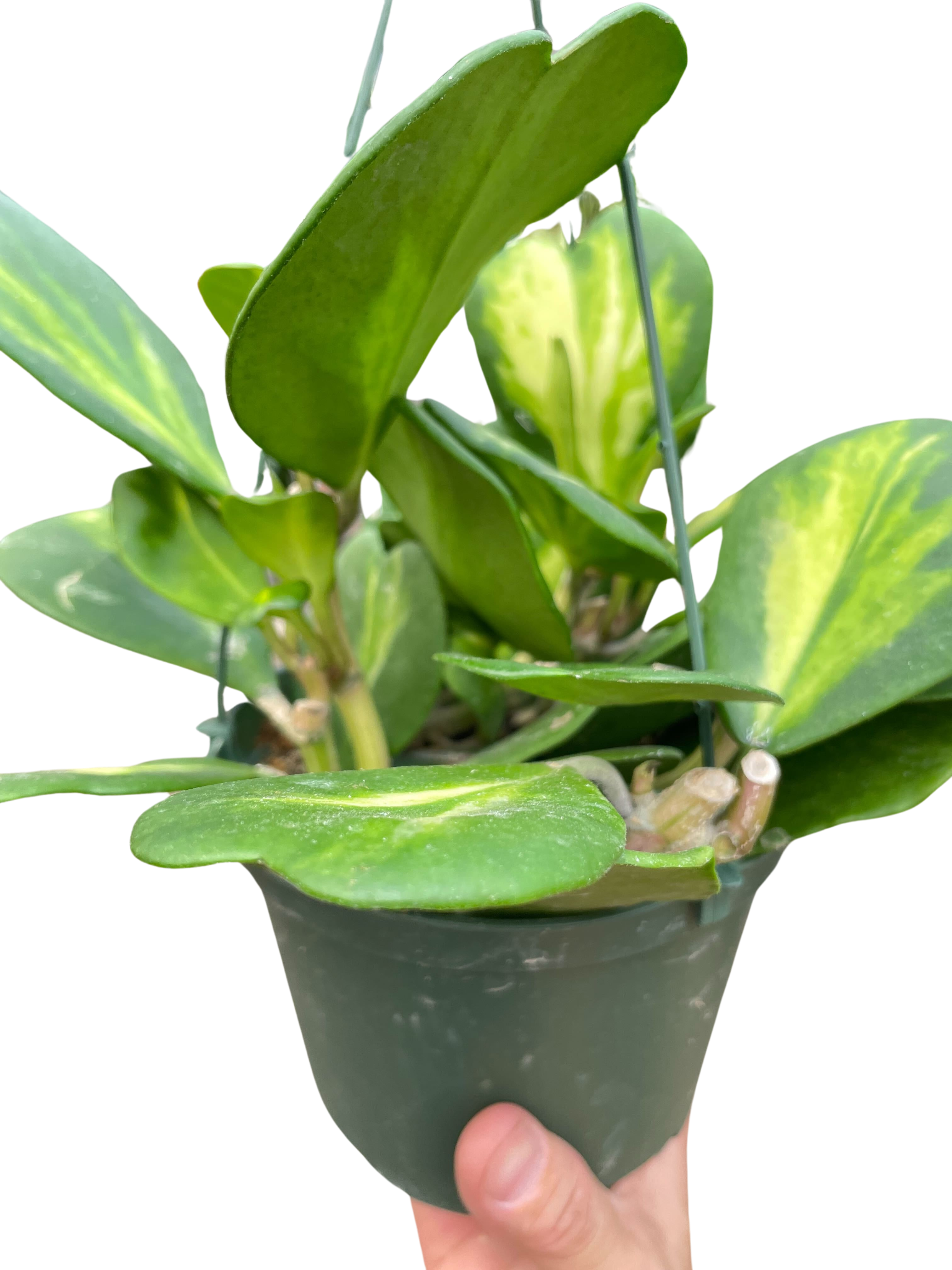 Hoya Heart 'Reverse Variegata' - Holiday Corner