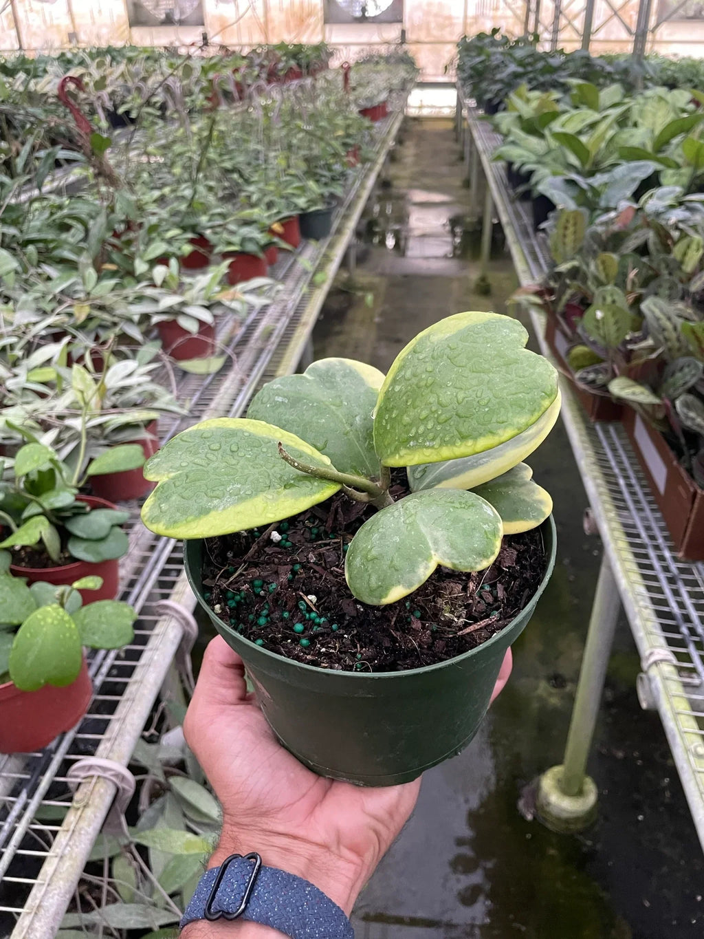 Hoya 'Sweetheart Variegated' - Holiday Corner