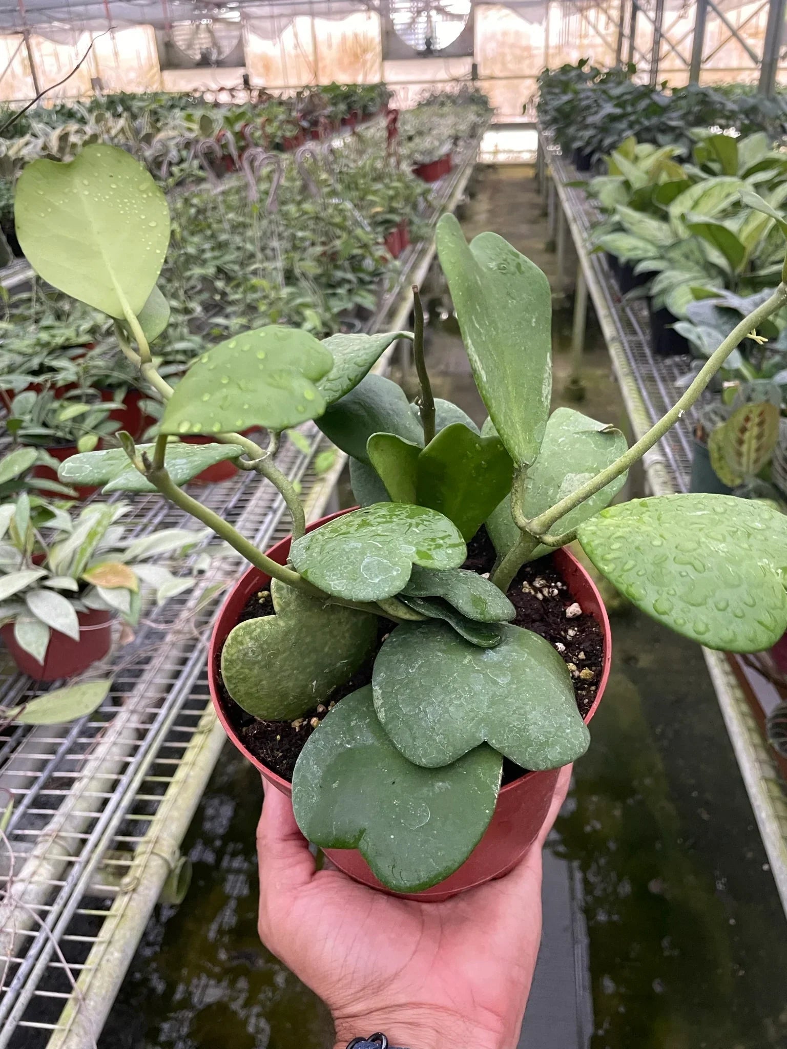 Hoya Sweetheart - Holiday Corner
