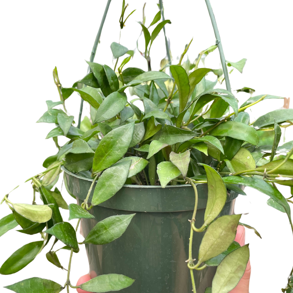 Hoya 'Lacunosa' - Holiday Corner