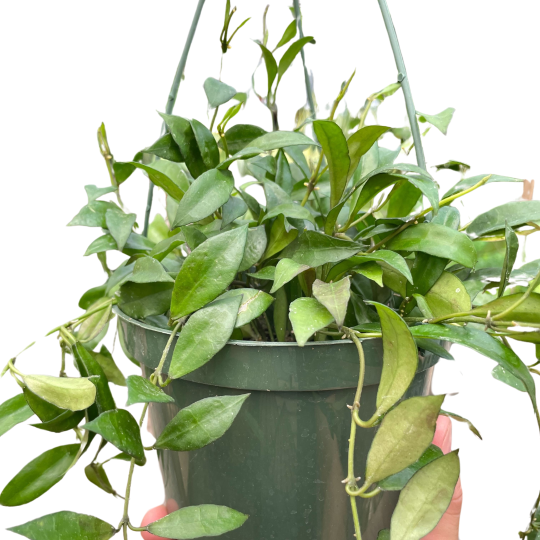 Hoya 'Lacunosa' - Holiday Corner