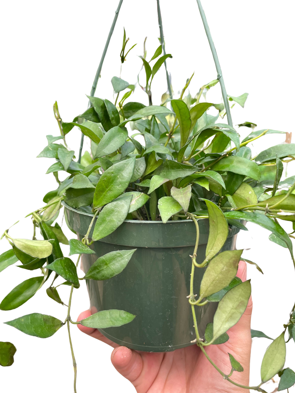 Hoya 'Lacunosa' - Holiday Corner