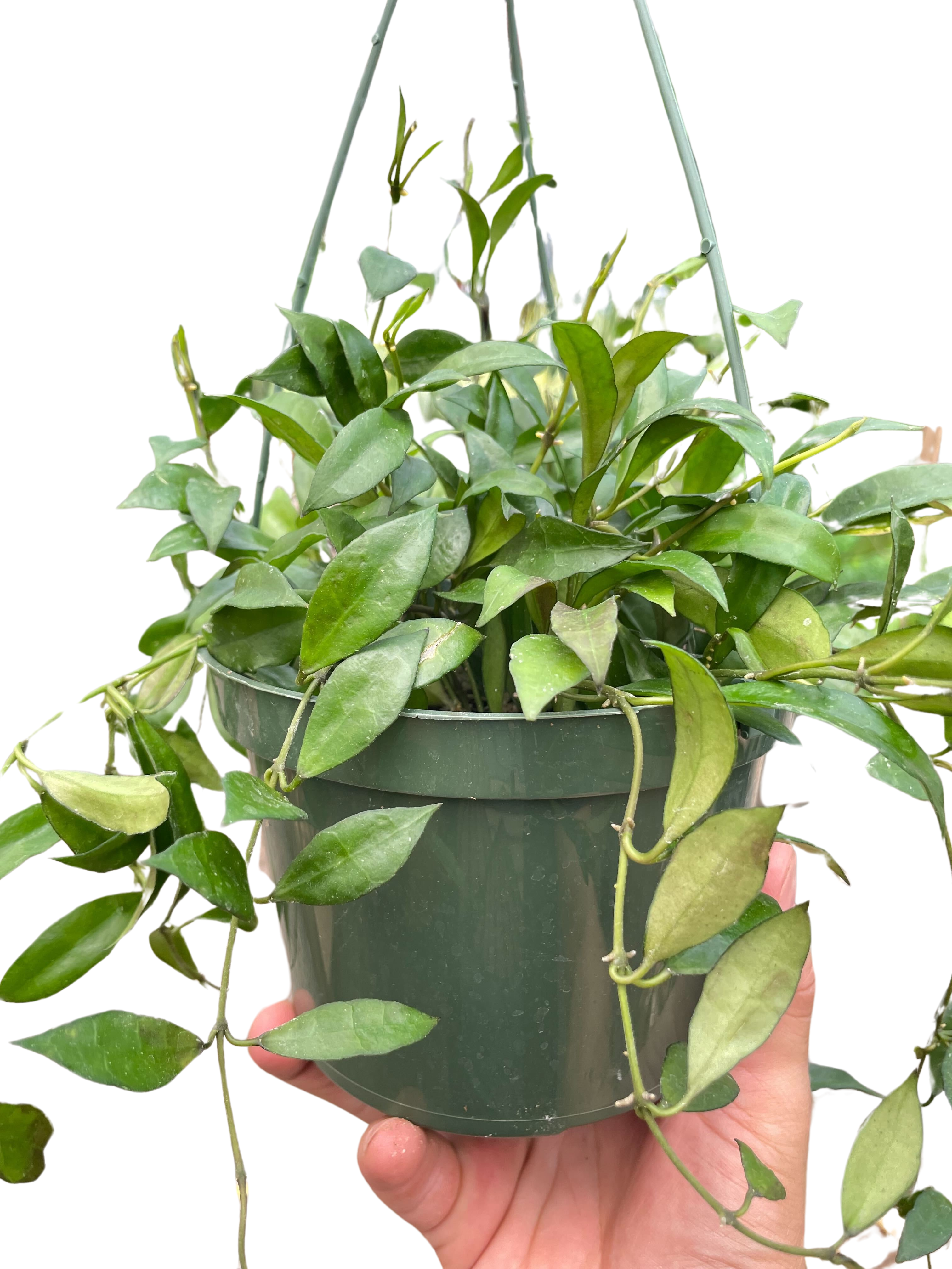 Hoya 'Lacunosa' - Holiday Corner