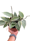 Hoya Macrophylla Variegated - Holiday Corner