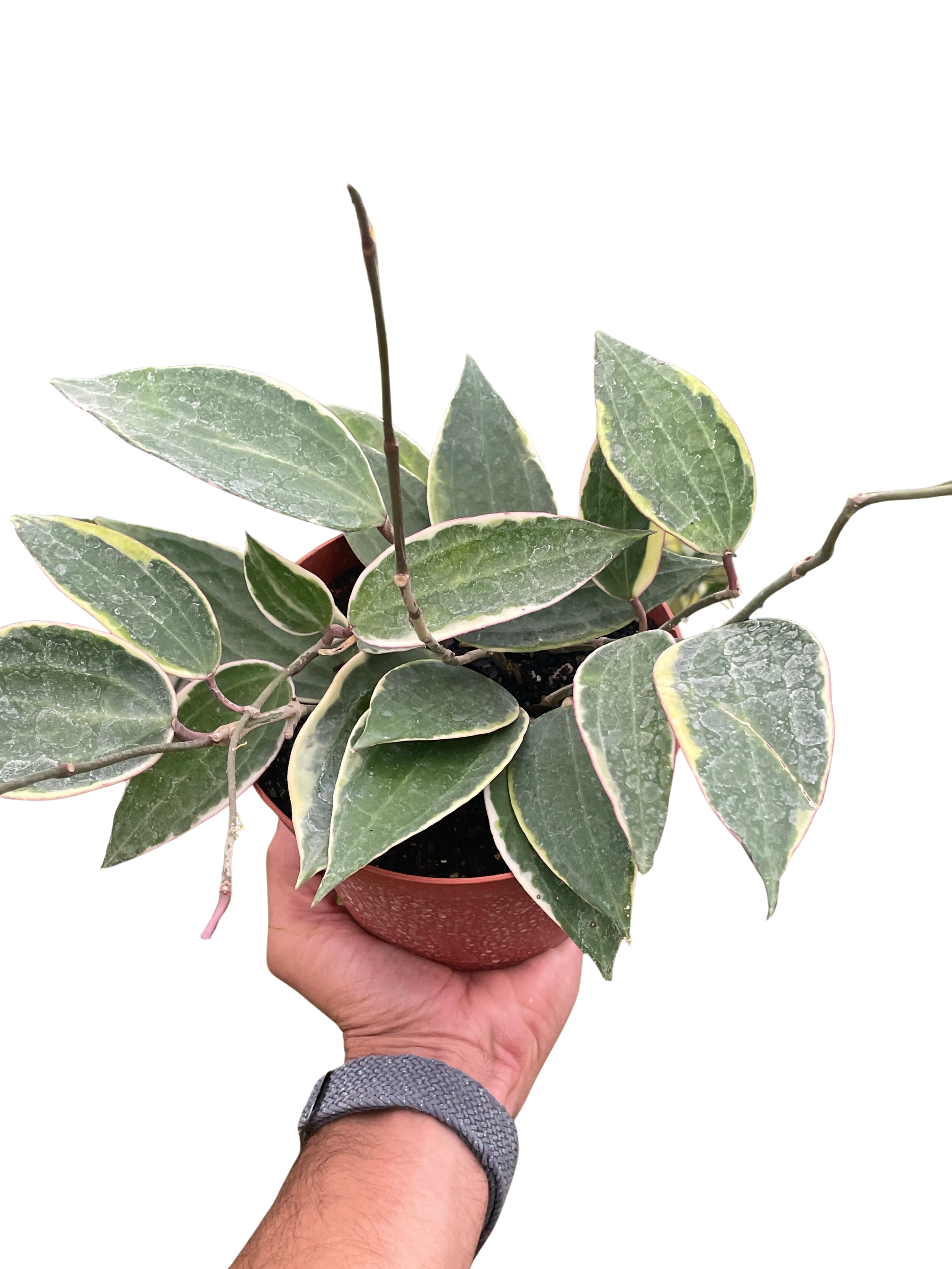 Hoya Macrophylla Variegated - Holiday Corner