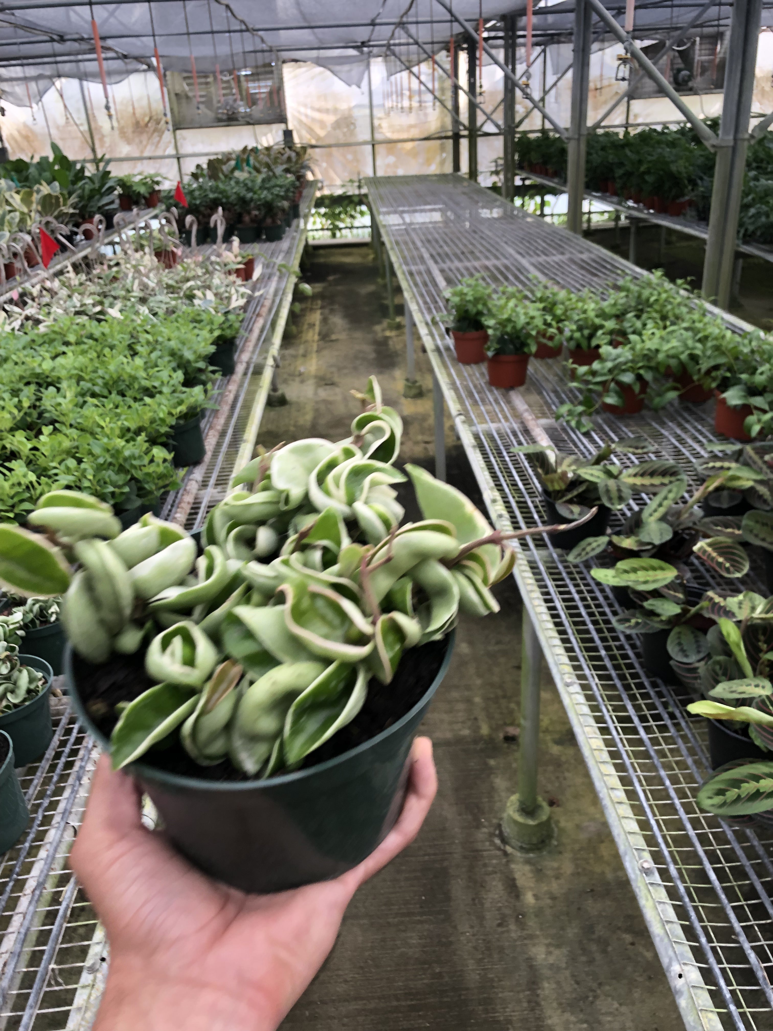 Hoya 'Rope Plant' Variegated - Holiday Corner