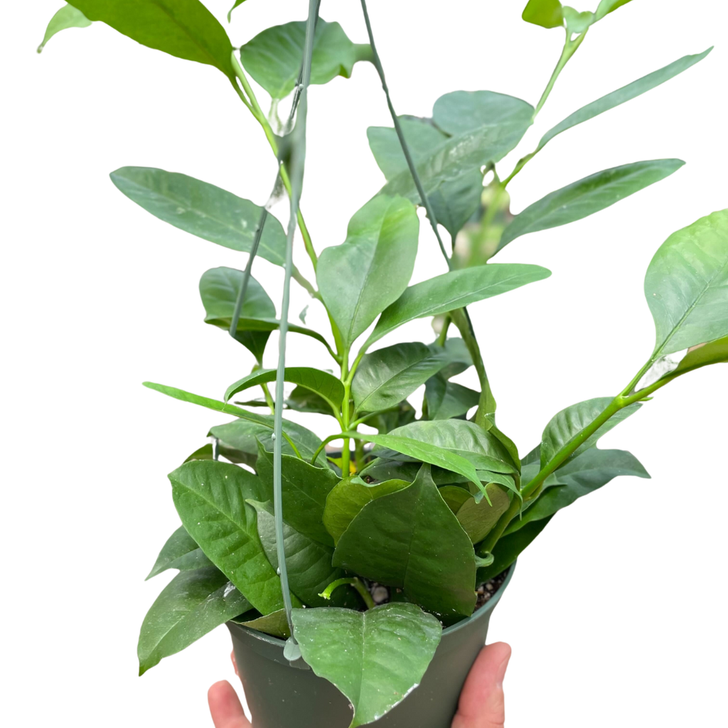 Hoya 'Shooting Star' - Holiday Corner