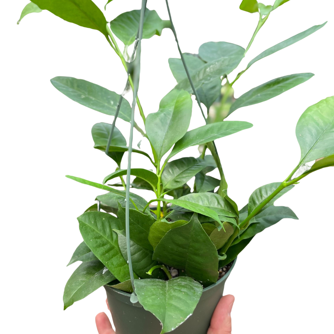 Hoya 'Shooting Star' - Holiday Corner